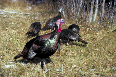 Some turkeys standing near the woodline.