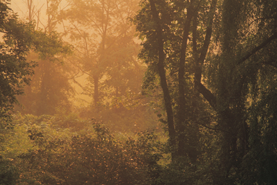 A picture of the woods.